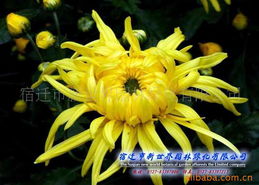 宿迁市新世界园林绿化 一二年生草花产品列表助力城市绿化管理