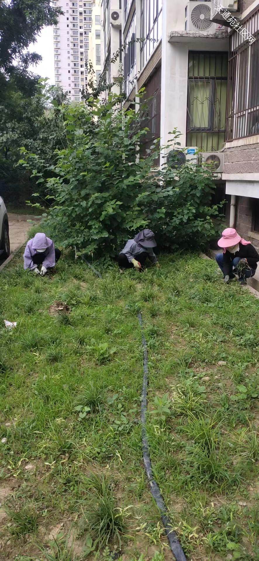 水口小区绿化杂草清理 基层服务监管中的城市绿化管理实践